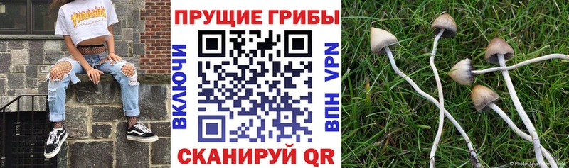 дарнет шоп Копейск Псилоцибиновые грибы Cubensis